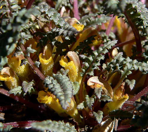 Pedicularis semibarbata